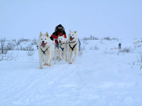 Arctic Canada Inuvik Winter Camping Tundra Dog Sledding // Patricia mushing her team of dogs