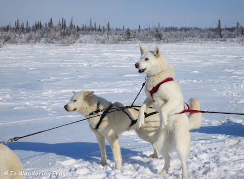 Arctic Canada Inuvik Winter Camping Tundra Dog Sledding // Pippa expressing her impatience in getting her lunch