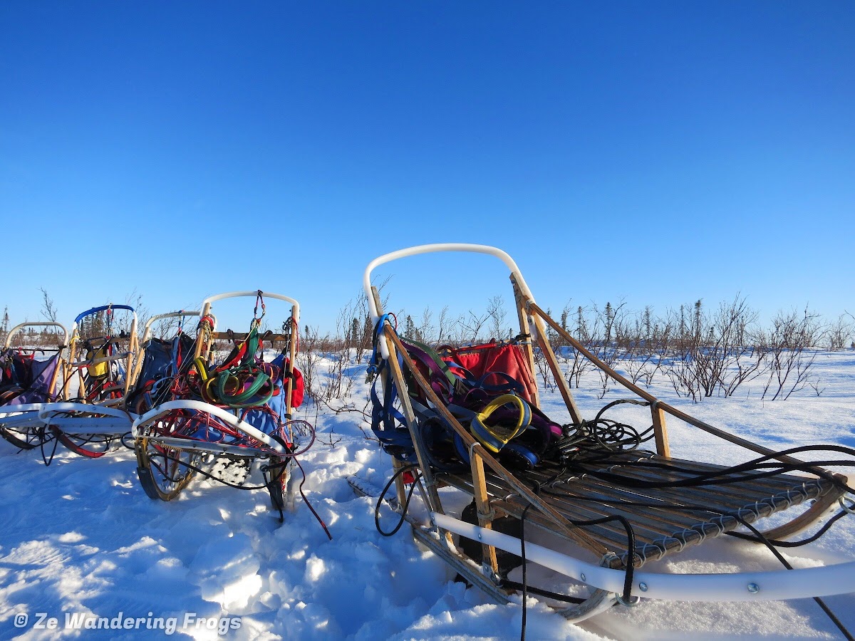 A Winter Adventure in the Arctic Tundra Camping & Dog Sledding Ze