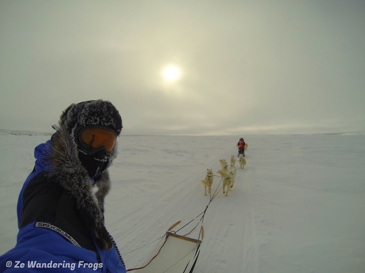 A Winter Adventure in the Arctic: Tundra Camping & Dog Sledding