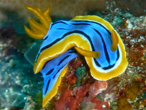 Australia Cairns Great Barrier Reef Liveobard Dive Boat Experience // Blue & beige Nudibranch