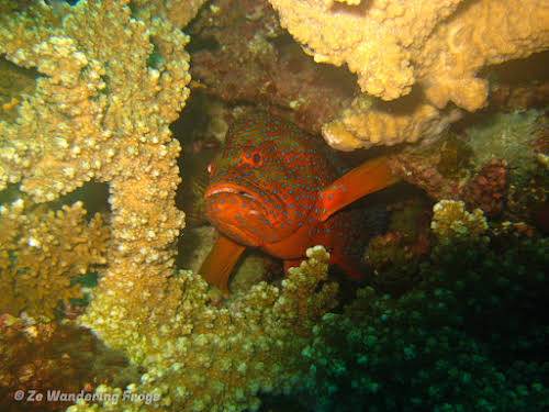 Australia Cairns Great Barrier Reef Liveobard Dive Boat Experience // Bluespotted Rockcod