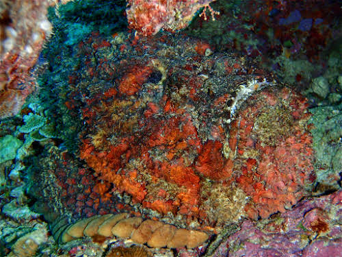 Reef Stonefish, Curtesy of TAKA