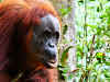Best Trekking Asia // Orangutans Bukit Lewang Jungle Indonesia
