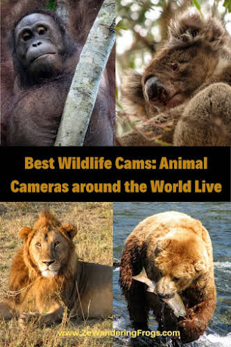 Best Wildlife Cameras: Animal Cameras around the World Live // Wildlife Collage Pinterest