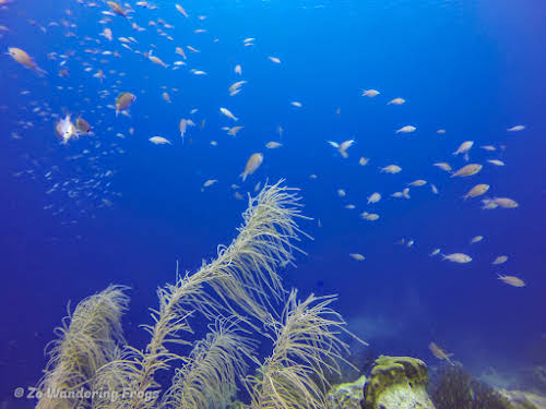 Bonaire Dive Sites // Fantastic visibility while diving in Bonaire