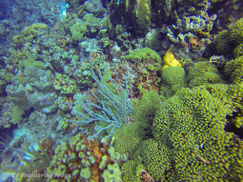 Bonaire Dive Sites // Healthy Coral
