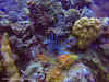 Bonaire Dive Sites // Lionfish