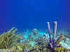 Bonaire Dive Sites // Purple Tub Coral