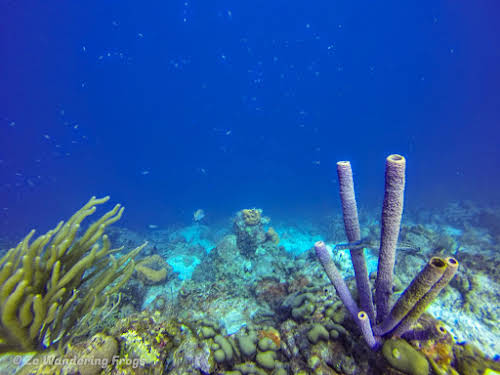 Bonaire Dive Sites // Purple Tub Coral