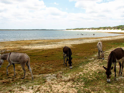 Donkeys by the beach