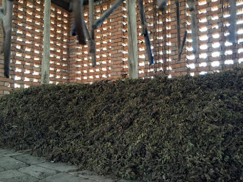 China. Xinjiang Turpan . Raisins drying in the chunce