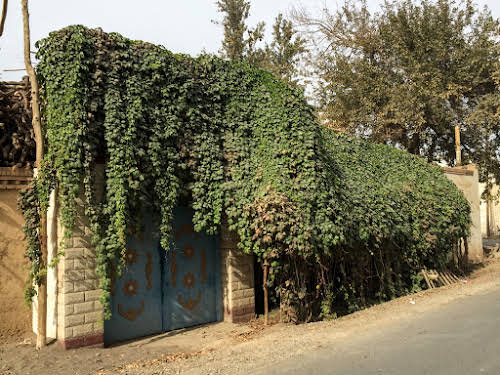 China. Xinjiang Turpan . Vines falling over the main entrance