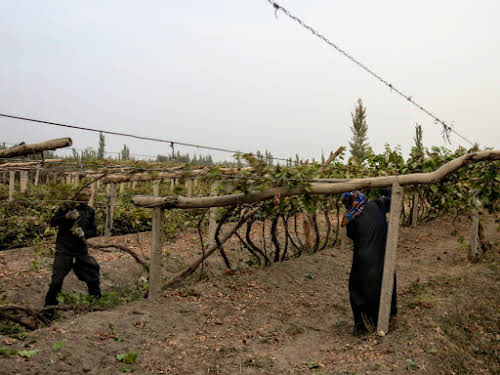 China. Xinjiang Turpan . Vineyards owners pulling the vines down