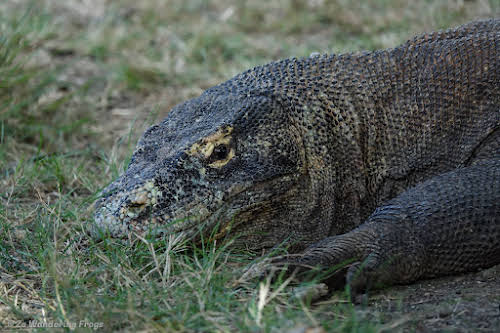 Facts about Komodo Dragons Island to Know Before Your Trip // Komodo dragon by the visitor center