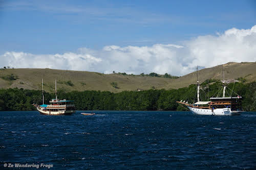 Facts about Komodo Dragons Island to Know Before Your Trip // Sailing around Komodo Island