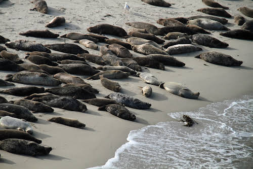 Fun Things to Do in San Diego California // Seals on a San Diego Beach