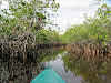 Kayaking through Hells' Bay Mangroves