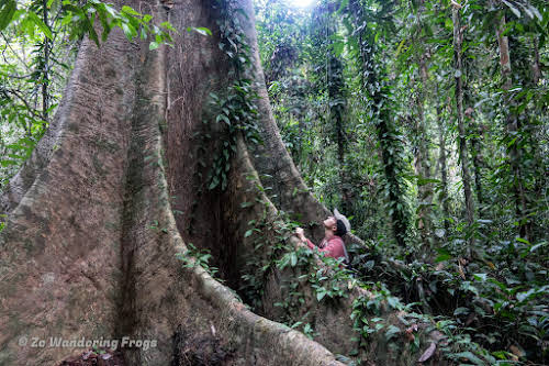 How to Organize your Trip to See Wild Orangutans in Kutai National Park // Feeling tiny standing by Meranti tree buttress roots