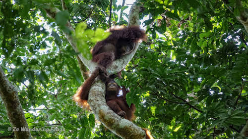 How to Organize your Trip to See Wild Orangutans in Kutai National Park // Orangutan baby and mother