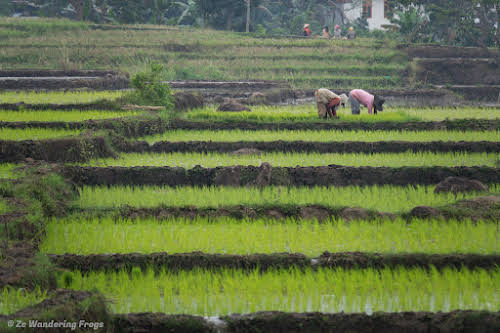 How to Visit Flores Island Indonesia: Itinerary and Things to Do // Rice fields on Flores Island