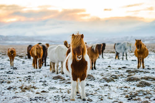 Iceland Winter Activities // Icelandic Horses - Photo by Charl van Rooy on Unsplash