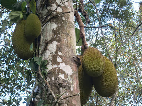 India. Kerala Motorbike Road Trip. Jackfruits around Thekkady jungle