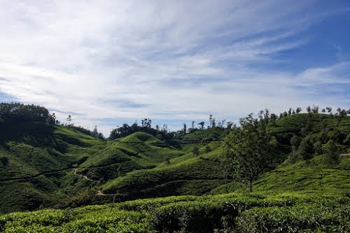Inde. Voyage sur la route de la moto de Kerala. Jardins de thé de Munnar