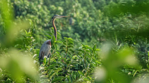 India. Kerala Motorbike Road Trip. Purple Heron, Kumarakom Bird Sanctuary