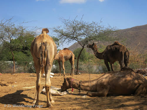 India. Rajasthan Pushkar . Camels by Pushkar