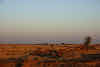 India, Rajasthan. Rising sun over the Thar desert windmills