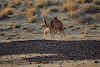 India. Rajasthan Thar Desert Camel Trek. Camel calf suckling.