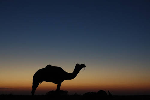 India. Rajasthan Thar Desert Camel Trek. Camel Shadow