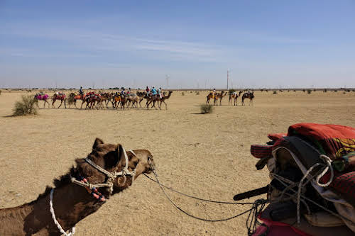 India. Rajasthan Thar Desert Camel Trek. Camels and guides heading to the water hole