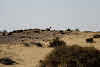 India. Rajasthan Thar Desert Camel Trek. Chinkara - Indian gazelle