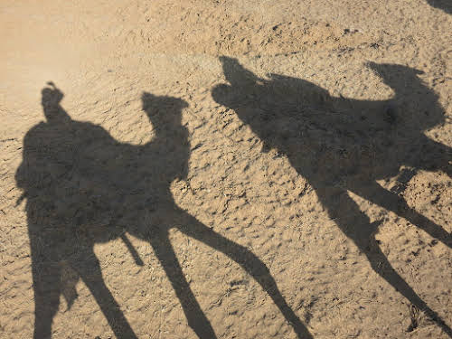 India. Rajasthan Thar Desert Camel Trek. Long shadows under the afternoon sun