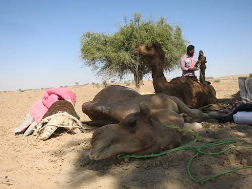 India. Rajasthan Thar Desert Camel Trek. Lunch break for everyone - it's camel time too!