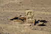 India. Rajasthan Thar Desert Camel Trek. Old tombstone centuries old