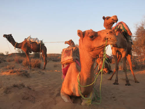 India. Rajasthan Thar Desert Camel Trek. Our camels under the sunrise lights
