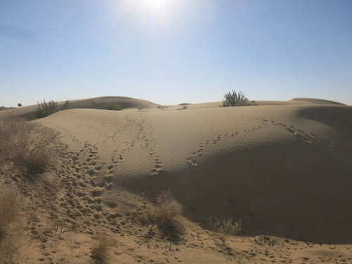 India. Rajasthan Thar Desert Camel Trek. Our first sand dunes, the Kadar dunes