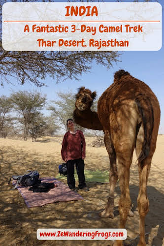 A Fantastic 3-Day Camel Trek in the Thar Desert, Rajasthan - Ze Wandering  Frogs