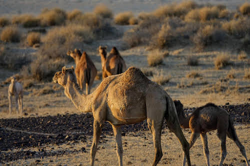 India. Rajasthan Thar Desert Camel Trek. Wild female camels and their young offsprings