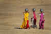 India. Rajasthan Thar Desert Camel Trek. Women bringing water back to the village