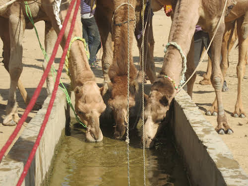 thar desert trip