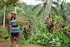 Indonesia. Bali Tegalalang Rice Terraces Banner. Balinese rice field worker