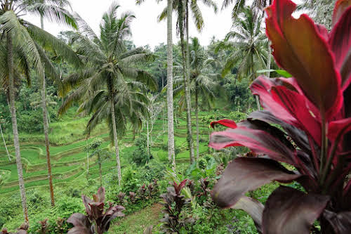 Indonesia. Bali Tegalalang Rice Terraces Banner. Coconut Trees and Red Plants