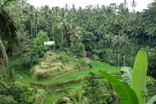 Indonesia. Bali Tegalalang Rice Terraces Banner. House hidden by the vegetation