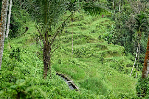 Indonesia. Bali Tegalalang Rice Terraces Banner. Subak Irrigation System