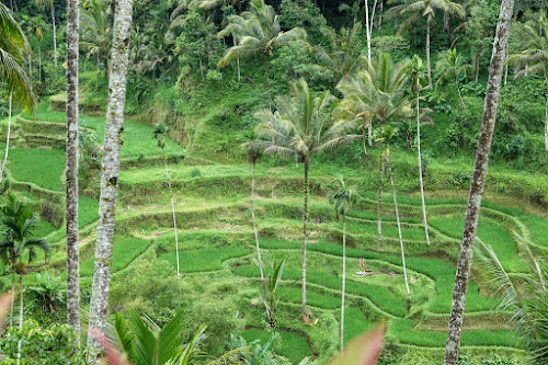 A Glance At The Lush Tegalalang Rice Terraces Of Bali Ze Wandering Frogs