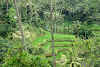 Indonesia. Bali Tegalalang Rice Terraces Banner. View of the Terraces
